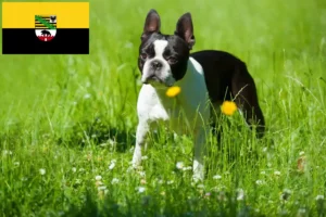 Scopri di più sull'articolo Allevatori di Boston Terrier e cuccioli in Sassonia-Anhalt