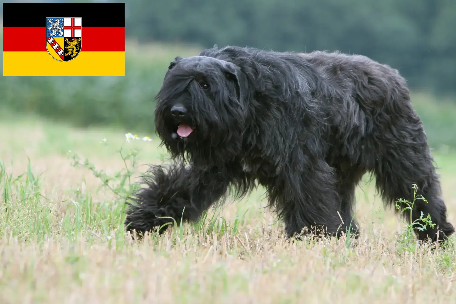 Cuccioli di Bouvier des Flandres e allevatori Saarland Qui potete trovare gli allevatori di Bouvier des Flandres nel Saarland.