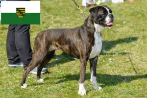 Scopri di più sull'articolo Allevatori di Boxer e cuccioli in Sassonia