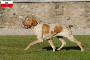Scopri di più sull'articolo Allevatori di Bracco Italiano e cuccioli in Turingia
