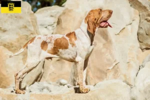 Scopri di più sull'articolo Allevatori di Bracco Italiano e cuccioli in Baden-Württemberg