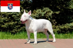 Scopri di più sull'articolo Allevatori di Bull Terrier e cuccioli in Assia