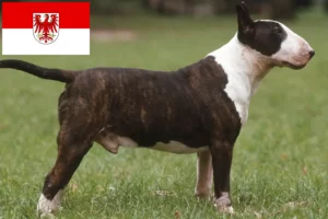 Scopri di più sull'articolo Allevatori di Bull Terrier e cuccioli a Brandeburgo