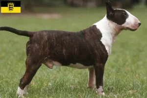 Scopri di più sull'articolo Allevatori di Bull Terrier e cuccioli in Baden-Württemberg