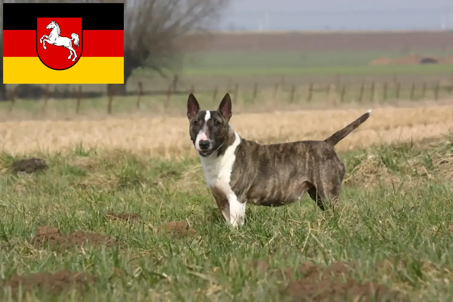 Scopri di più sull'articolo Allevatori di Bull Terrier e cuccioli in Bassa Sassonia