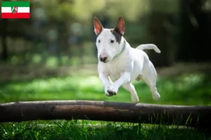 Scopri di più sull'articolo Allevatori di Bull Terrier e cuccioli in Nord Reno-Westfalia