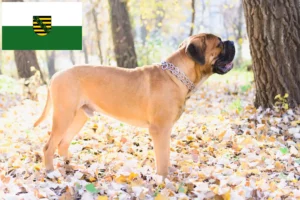 Scopri di più sull'articolo Allevatori di Bullmastiff e cuccioli in Sassonia