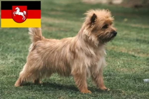 Scopri di più sull'articolo Allevatori di Cairn Terrier e cuccioli in Bassa Sassonia