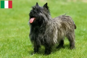 Scopri di più sull'articolo Allevatori di Cairn Terrier e cuccioli in Italia