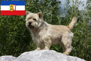 Scopri di più sull'articolo Allevatori e cuccioli di Cairn Terrier in Schleswig-Holstein