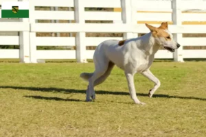 Scopri di più sull'articolo Canaan Allevatore di cani e cuccioli in Sassonia