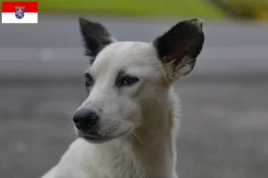 Scopri di più sull'articolo Allevatori di cani e cuccioli di Canaan in Assia
