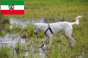 Scopri di più sull'articolo Allevatori di cani e cuccioli di Canaan in Nordreno-Vestfalia
