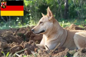 Scopri di più sull'articolo Allevatori di cani e cuccioli di Canaan in Renania-Palatinato