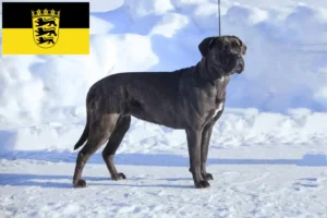 Scopri di più sull'articolo Allevatori di Cane Corso Italiano e cuccioli in Baden-Württemberg