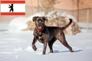 Scopri di più sull'articolo Allevamenti e cuccioli di Cane Corso Italiano a Berlino