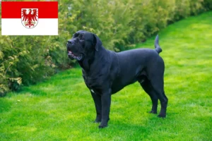 Scopri di più sull'articolo Allevatori di Cane Corso Italiano e cuccioli a Brandeburgo