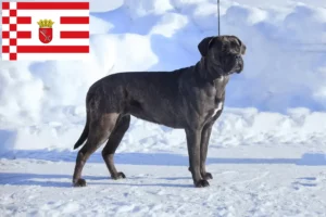 Scopri di più sull'articolo Allevatori di Cane Corso Italiano e cuccioli a Brema