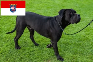 Scopri di più sull'articolo Allevatori di Cane Corso Italiano e cuccioli in Hessen