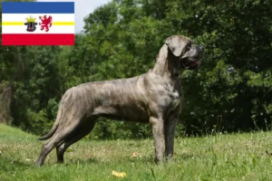 Scopri di più sull'articolo Allevatori di Cane Corso Italiano e cuccioli in Mecklenburg-Vorpommern