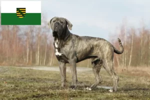 Scopri di più sull'articolo Allevamenti di Cane Corso Italiano e cuccioli in Sassonia