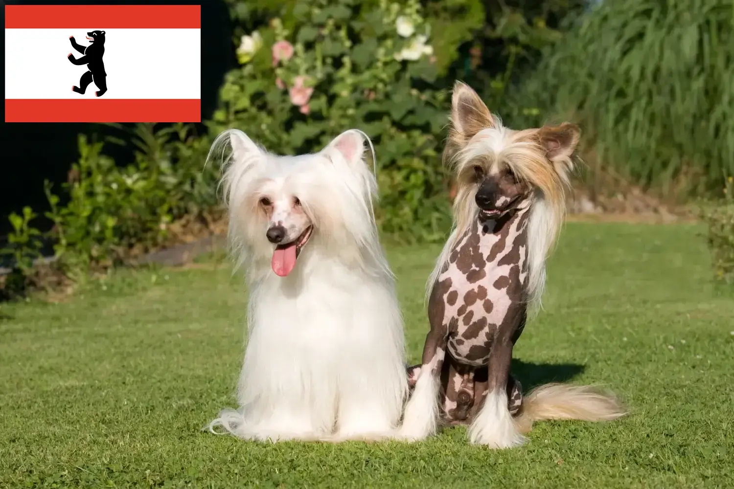 Cuccioli di cane crestato cinese e allevatori Berlino Trova qui gli allevatori di cani Chinese Crested a Berlino.