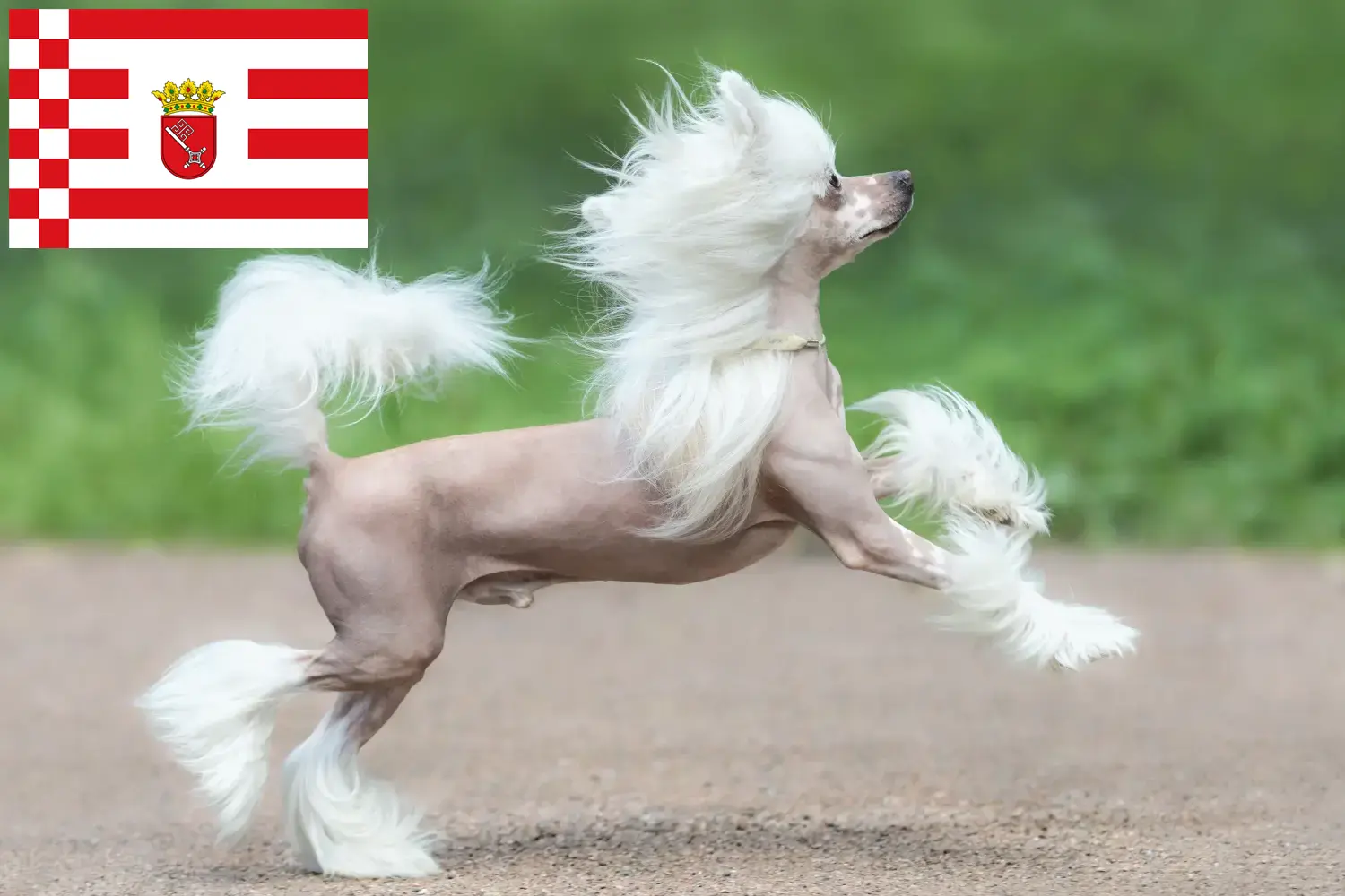 Cuccioli di cane crestato cinese e allevatori Brema Trova qui gli allevatori di cani Chinese Crested a Brema.