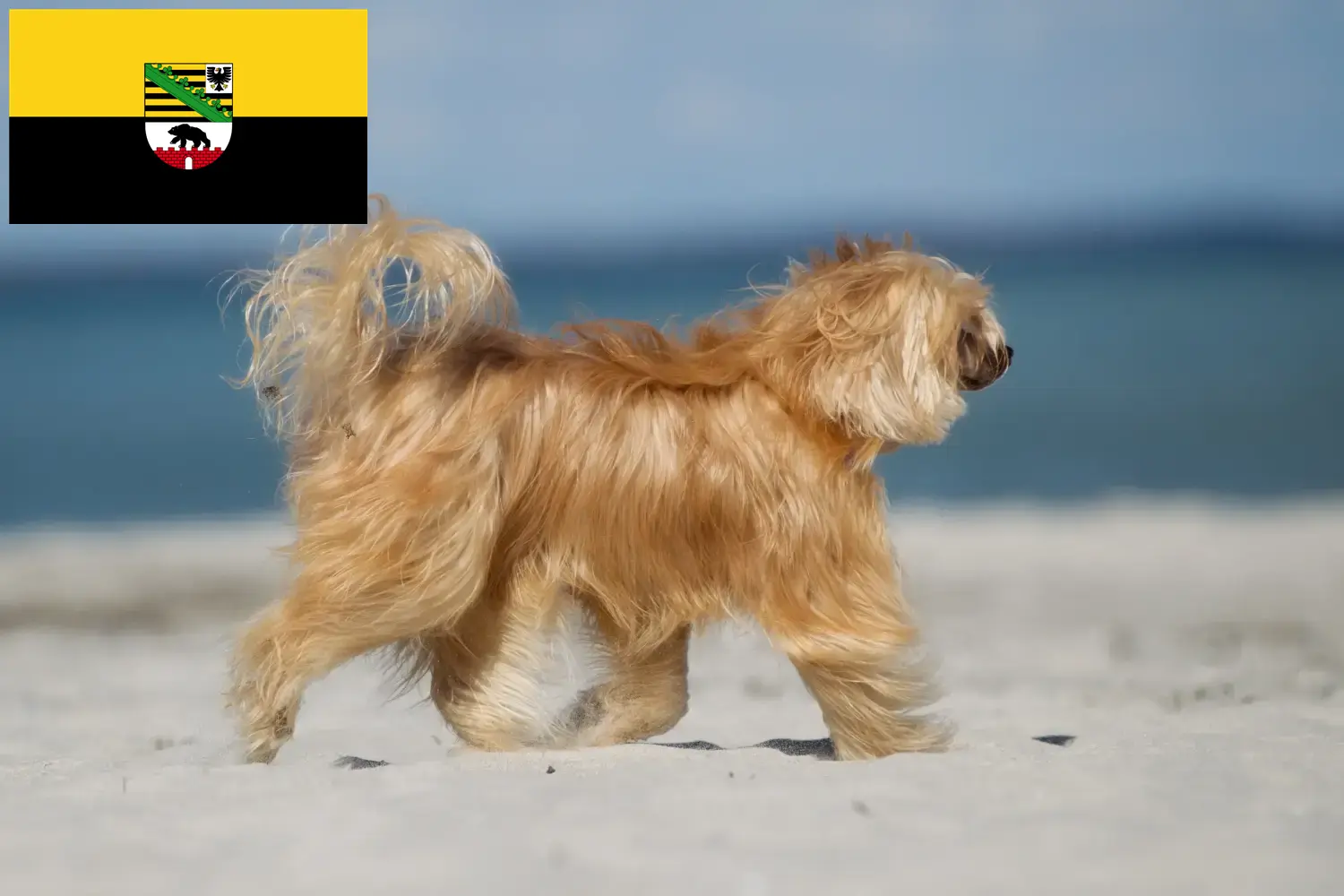 Cuccioli di cane crestato cinese e allevatori Sassonia-Anhalt Qui potete trovare allevatori di cani Chinese Crested in Sassonia-Anhalt.