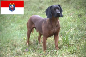 Scopri di più sull'articolo Allevatori di cani da montagna bavaresi e cuccioli in Assia