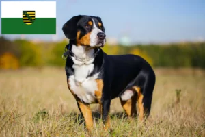 Scopri di più sull'articolo Allevatore di cani da montagna Entlebucher e cuccioli in Sassonia