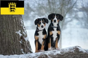 Scopri di più sull'articolo Allevatore di cani da montagna Entlebuch e cuccioli in Baden-Württemberg