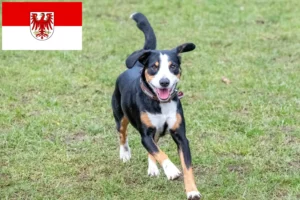 Scopri di più sull'articolo Allevatore di cani da montagna Entlebucher e cuccioli a Brandeburgo