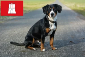 Scopri di più sull'articolo Allevatore di cani da montagna Entlebucher e cuccioli a Amburgo