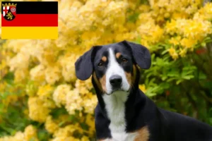 Scopri di più sull'articolo Allevatore di cani da montagna Entlebucher e cuccioli in Renania-Palatinato
