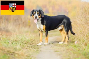 Scopri di più sull'articolo Allevatore di cani da montagna Entlebuch e cuccioli in Saarland