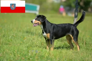 Scopri di più sull'articolo Allevatore di cani da montagna Entlebucher e cuccioli in Turingia