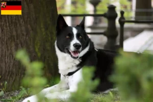 Scopri di più sull'articolo Allevatori di cani orso careliano e cuccioli in Renania-Palatinato