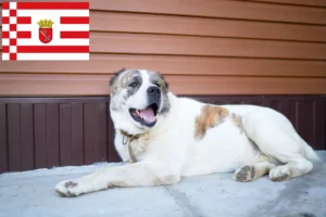 Scopri di più sull'articolo Allevatore di cani da pastore dell’Asia Centrale e cuccioli a Brema