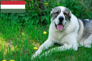 Scopri di più sull'articolo Allevatore di cani da pastore dell’Asia centrale e cuccioli in Ungheria