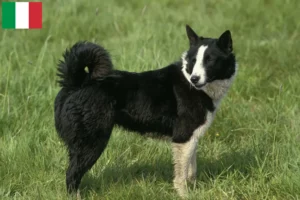 Scopri di più sull'articolo Allevatori di cani orso careliano e cuccioli in Italia