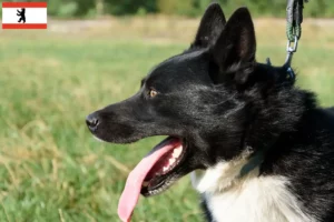Scopri di più sull'articolo Allevatore di cani orso careliano e cuccioli a Berlino