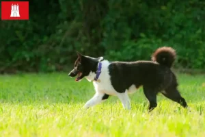 Scopri di più sull'articolo Allevatore di cani e cuccioli di orso careliano ad Amburgo