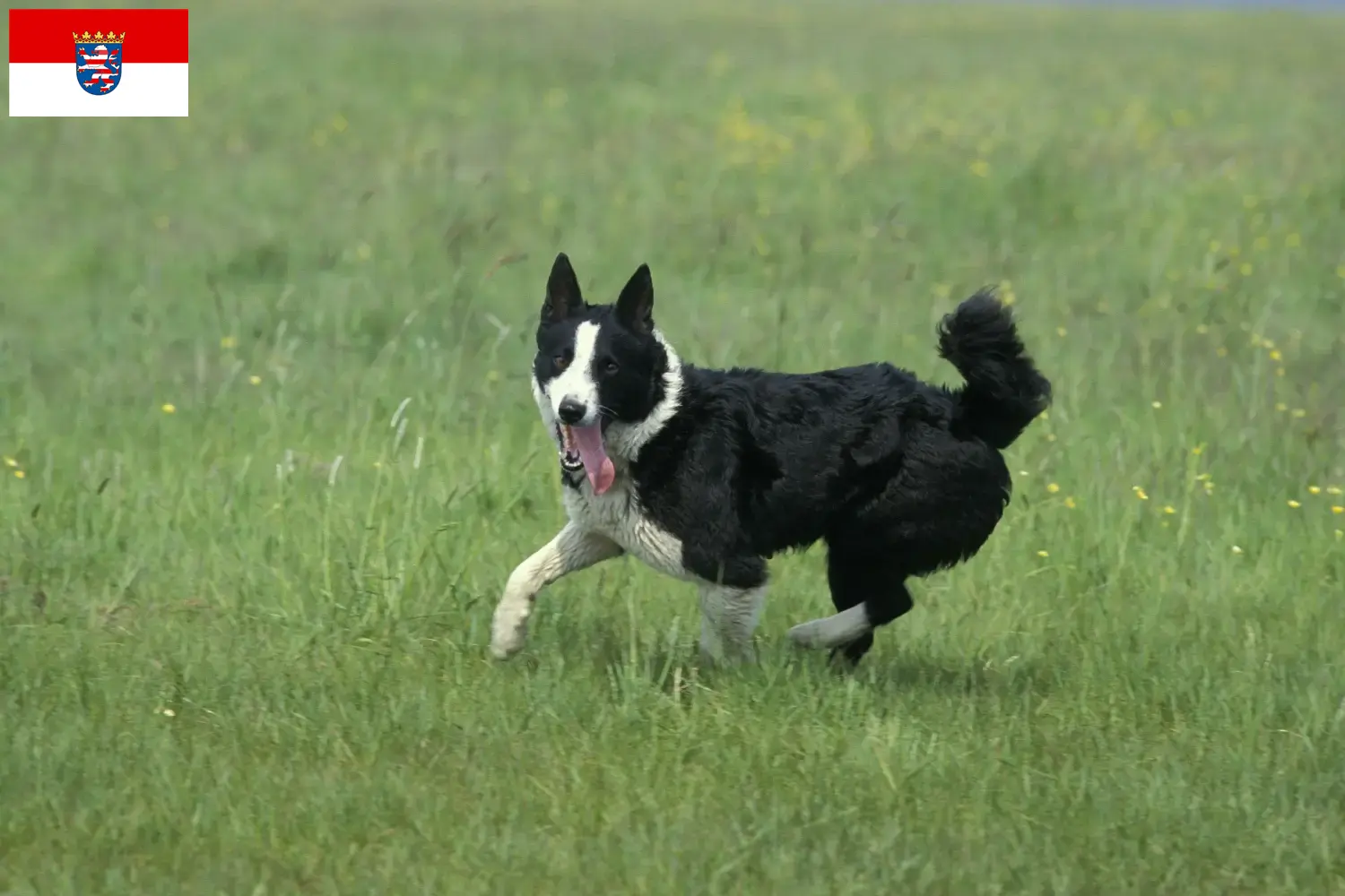 Scopri di più sull'articolo Allevatori di cani orso careliano e cuccioli in Assia