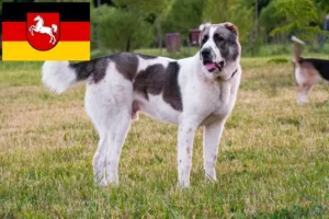 Scopri di più sull'articolo Allevatore di cani da pastore dell’Asia centrale e cuccioli in Bassa Sassonia