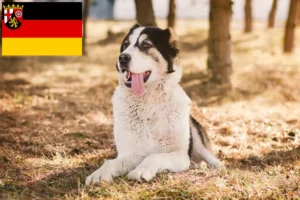 Scopri di più sull'articolo Allevatore di cani da pastore dell’Asia centrale e cuccioli in Renania-Palatinato