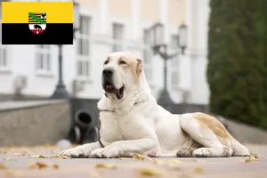 Scopri di più sull'articolo Allevatore di cani da pastore dell’Asia centrale e cuccioli in Sassonia-Anhalt