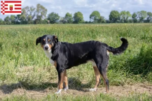 Scopri di più sull'articolo Allevatore di cani da montagna dell’Appenzello e cuccioli a Brema