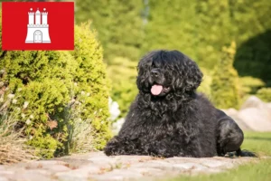 Scopri di più sull'articolo Allevatori di Cão de Agua português e cuccioli a Amburgo