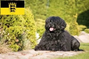 Scopri di più sull'articolo Allevatori e cuccioli di Cão de Agua português in Baden-Württemberg