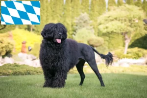 Scopri di più sull'articolo Allevatori e cuccioli di Cão de Agua português in Baviera